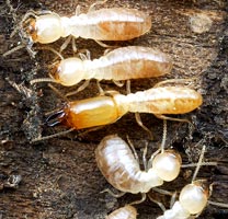 eliminar termitas, carcoma y polilla
